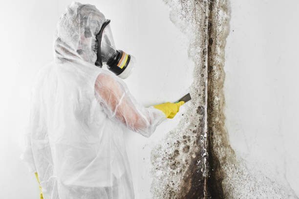 Trusted Decordova, TX Mold Removal Experts