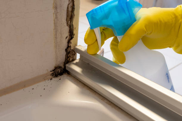 Best Local Mold Removal Service  in Decordova, TX