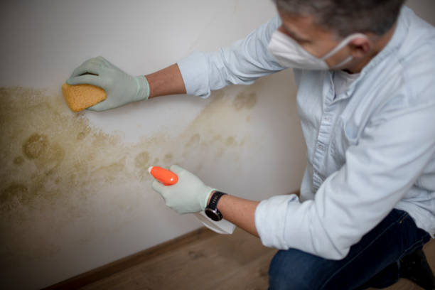 Best Mold Removal Company Near Me  in Decordova, TX