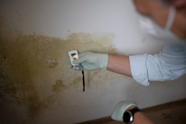 Best Residential Mold Removal  in Decordova, TX