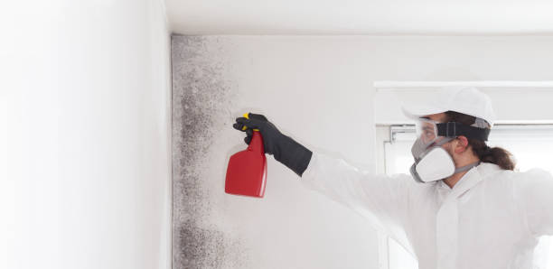 Best Certified Mold Removal  in Decordova, TX