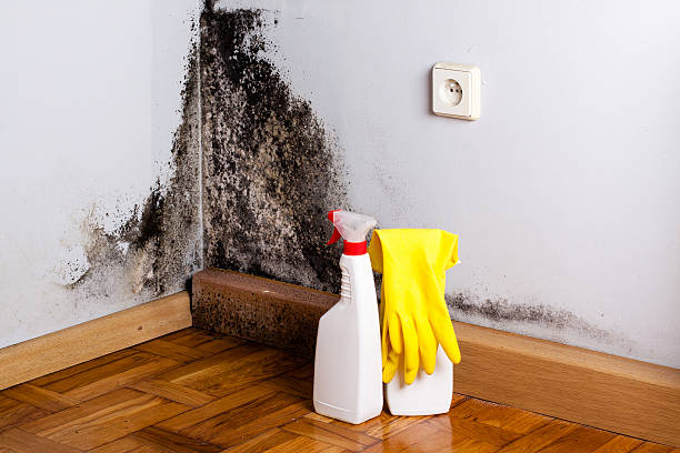  Decordova, TX Mold Removal Pros