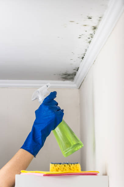 Best Mold Remediation Experts  in Decordova, TX